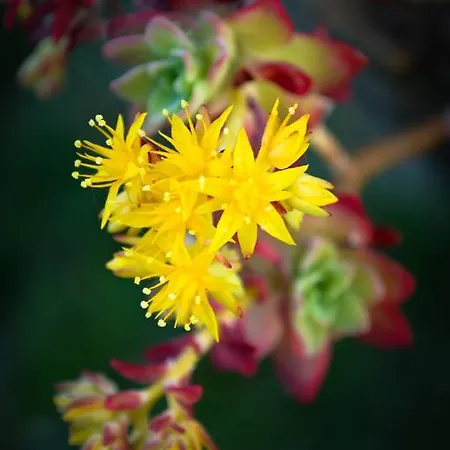 Farma Terme E Assolatina Celle sul Rigo